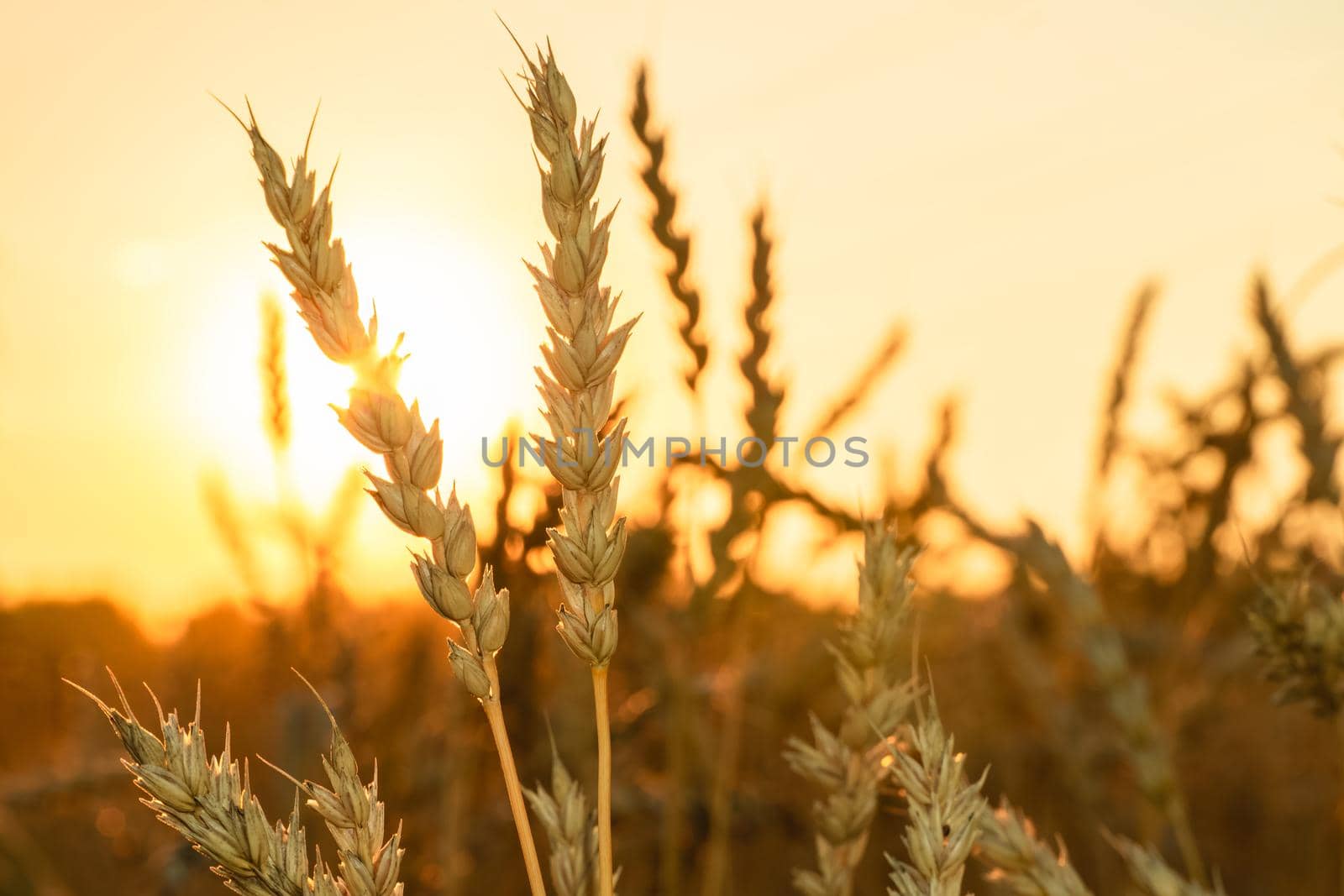 Golden Cereal field with ears of wheat,Agriculture farm and farming concept.Harvest.Wheat field.Rural Scenery.Ripening ears.Rancho harvest Concept.Ripe ears of wheat.Cereal crop.Bread, rye and grain by YevgeniySam