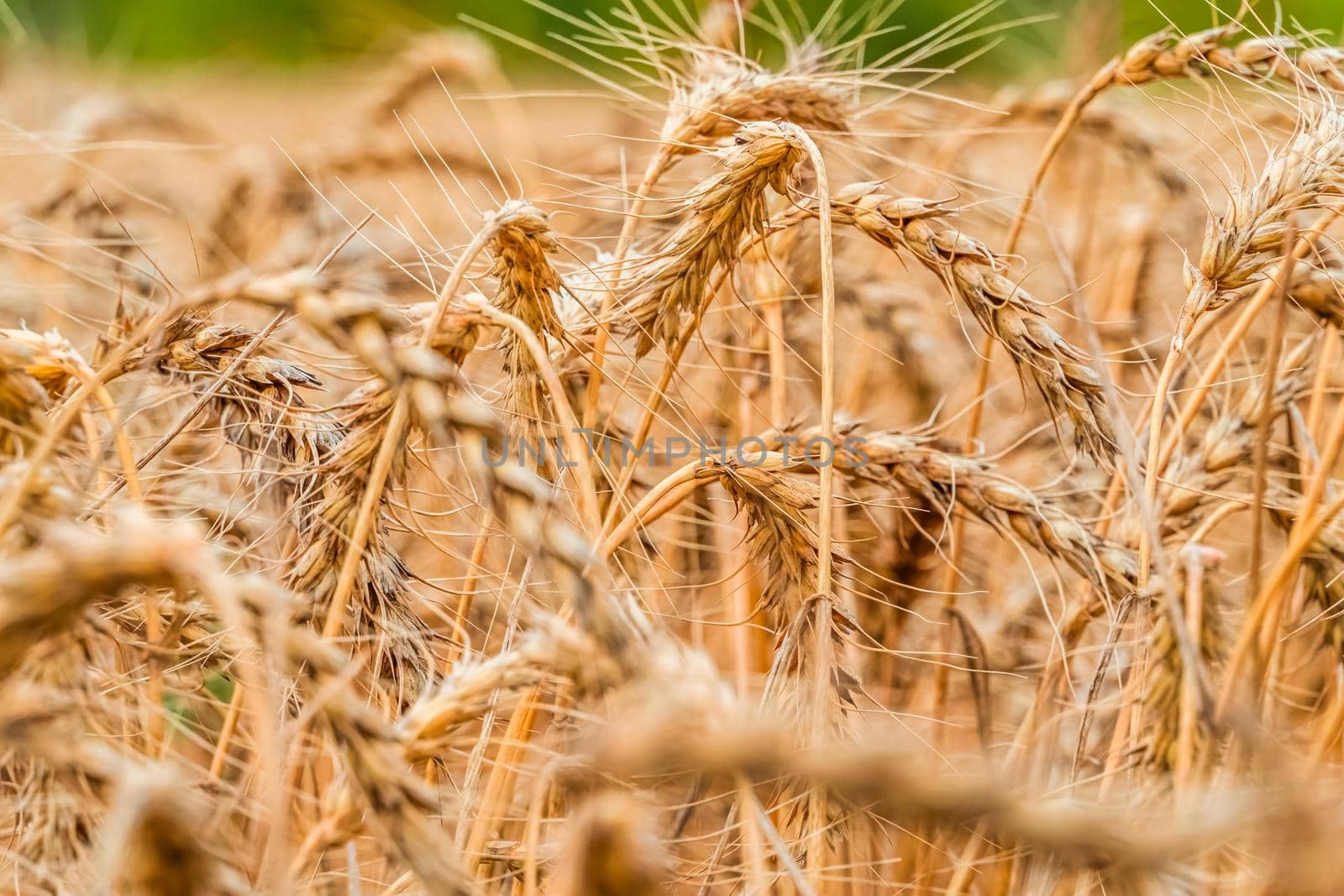 Golden Cereal field with ears of wheat,Agriculture farm and farming concept.Harvest.Wheat field.Rural Scenery.Ripening ears.Rancho harvest Concept.Ripe ears of wheat.Cereal crop.Bread, rye and grain