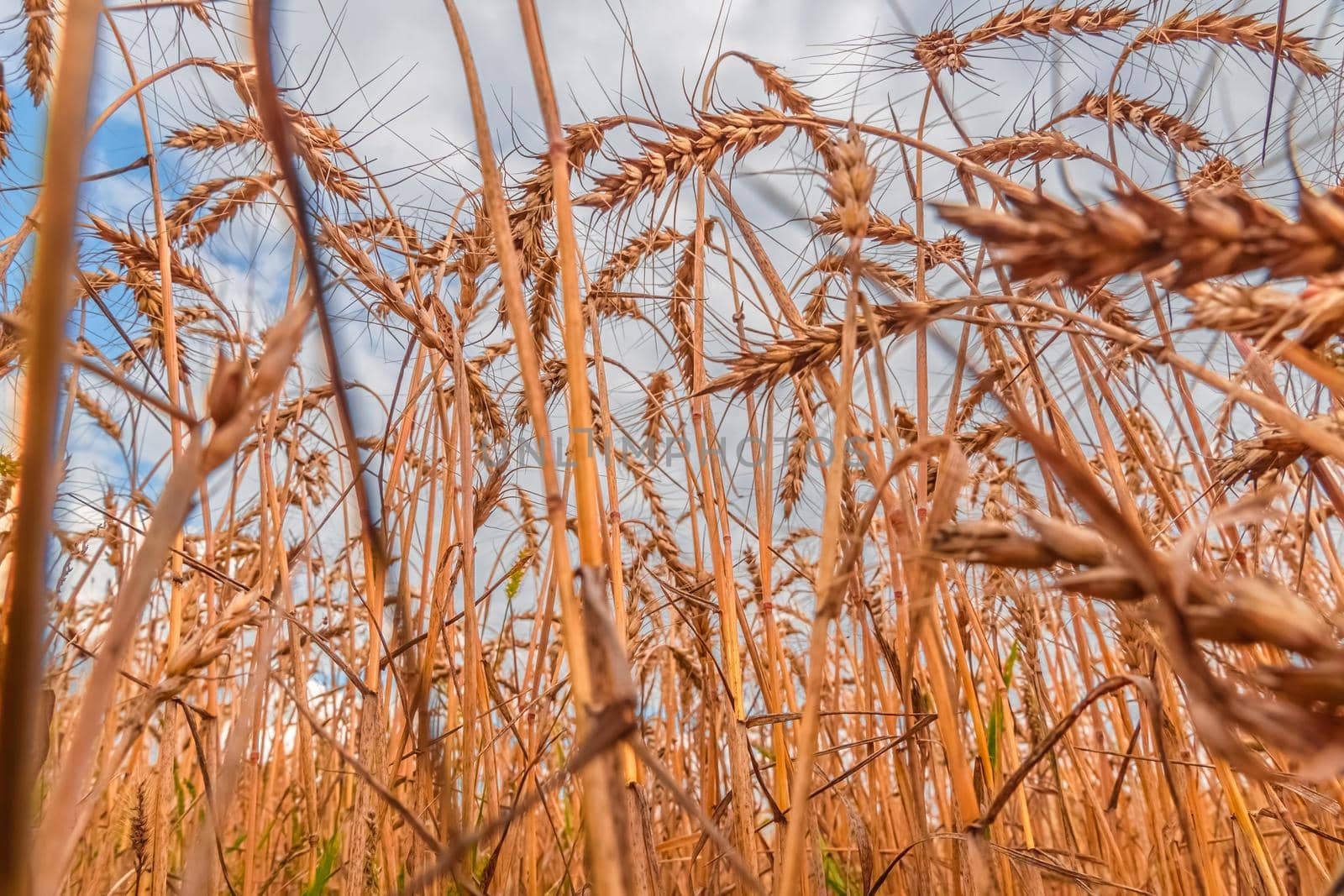 Golden Cereal field with ears of wheat,Agriculture farm and farming concept.Harvest.Wheat field.Rural Scenery.Ripening ears.Rancho harvest Concept.Ripe ears of wheat.Cereal crop.Bread, rye and grain by YevgeniySam