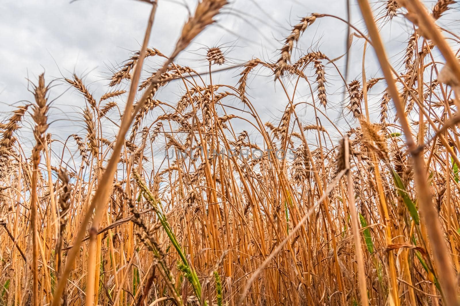 Golden Cereal field with ears of wheat,Agriculture farm and farming concept.Harvest.Wheat field.Rural Scenery.Ripening ears.Rancho harvest Concept.Ripe ears of wheat.Cereal crop.Bread, rye and grain