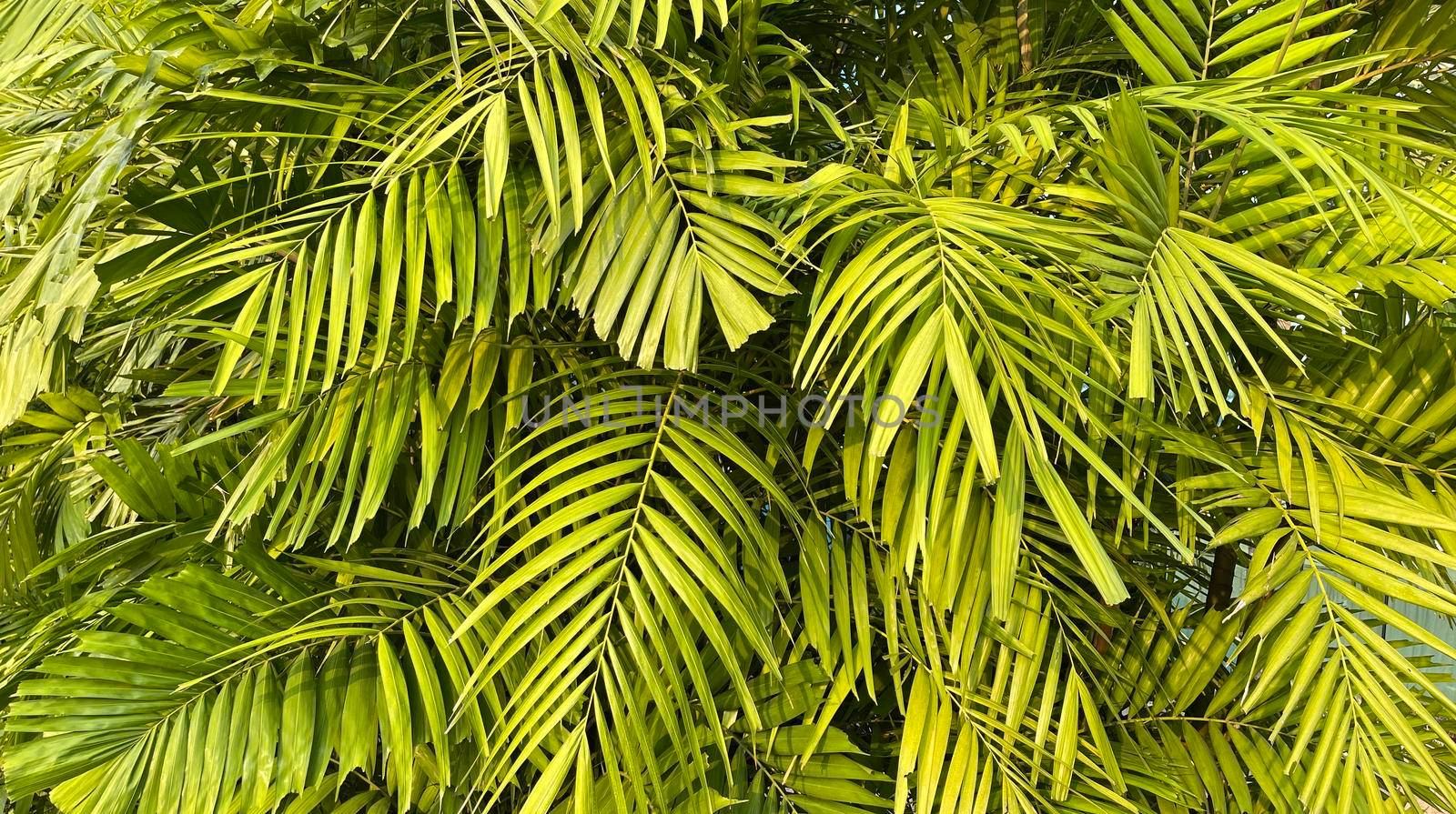 Tropical palm leaves, floral pattern background, real photo in Indonesia
