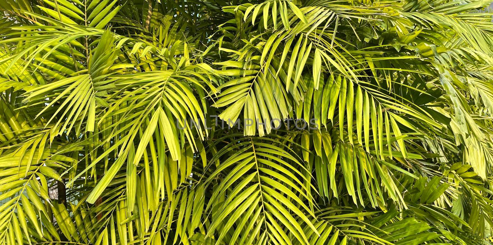 Tropical palm leaves, floral pattern background, real photo in Indonesia