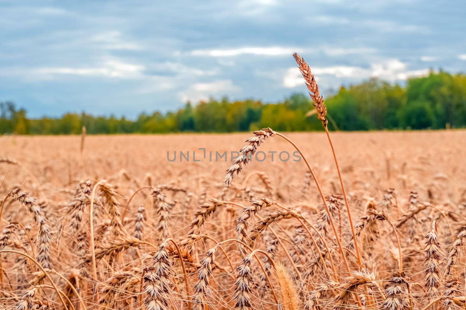 Golden Cereal field with ears of wheat,Agriculture farm and farming concept.Harvest.Wheat field.Rural Scenery.Ripening ears.Rancho harvest Concept.Ripe ears of wheat.Cereal crop.Bread, rye and grain by YevgeniySam