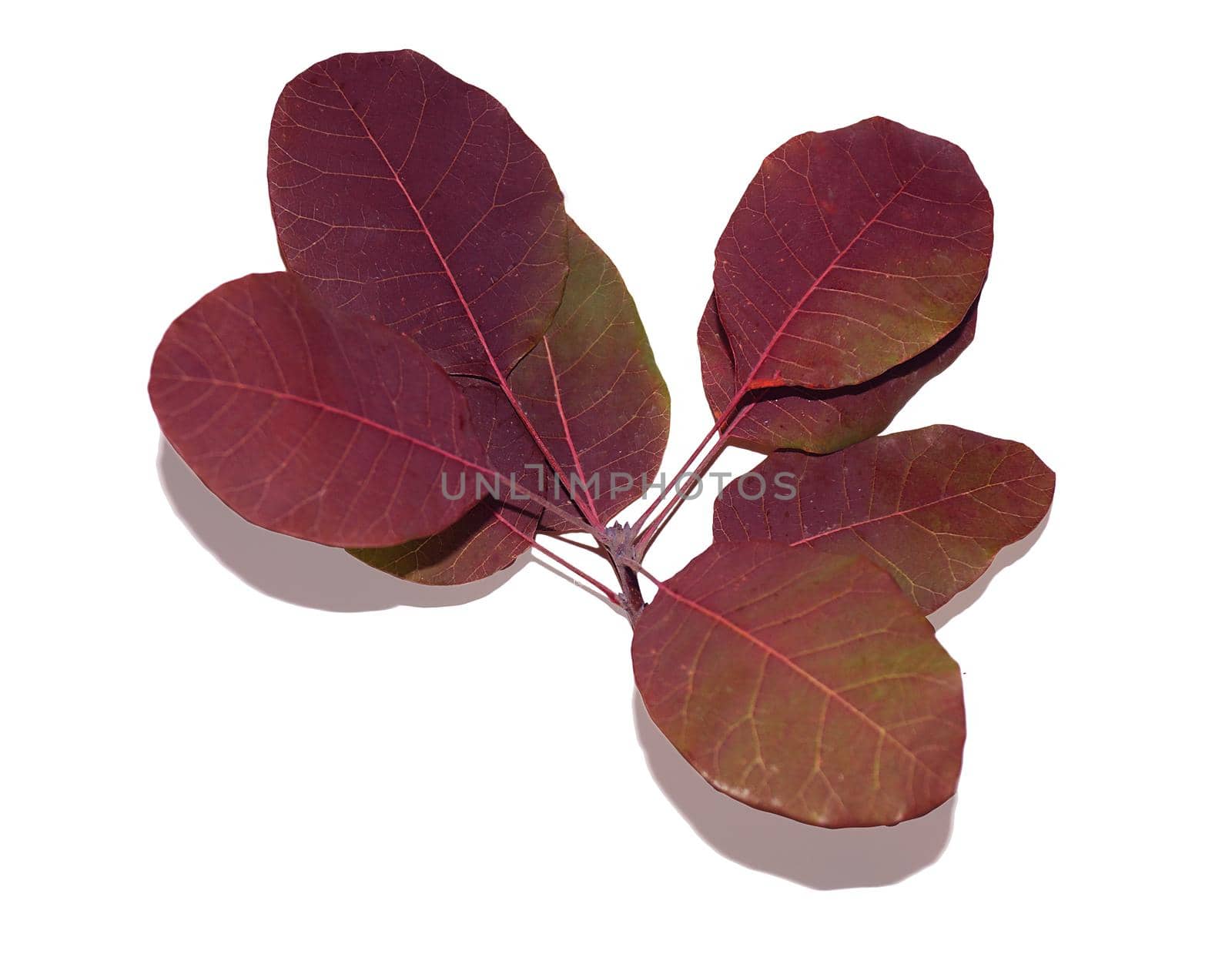 A burgundy barberry branch highlighted on a white background. A shrub for an ornamental garden, a design element.Texture or background