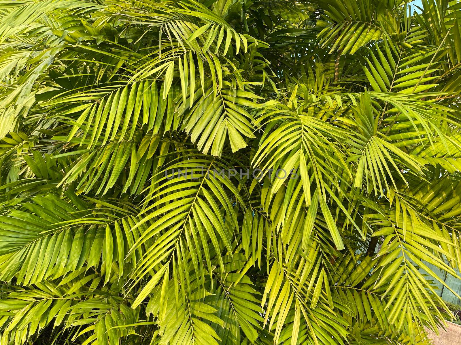 Tropical palm leaves, floral pattern background, real photo by antoksena