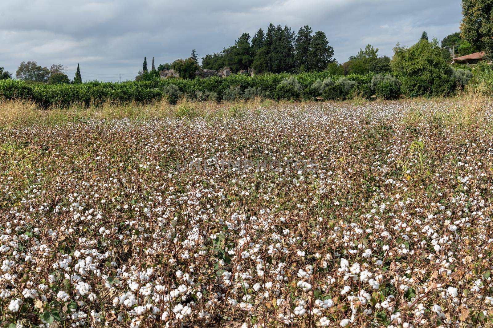 Cotton field ready for harvest on a cloudy day by Sonat