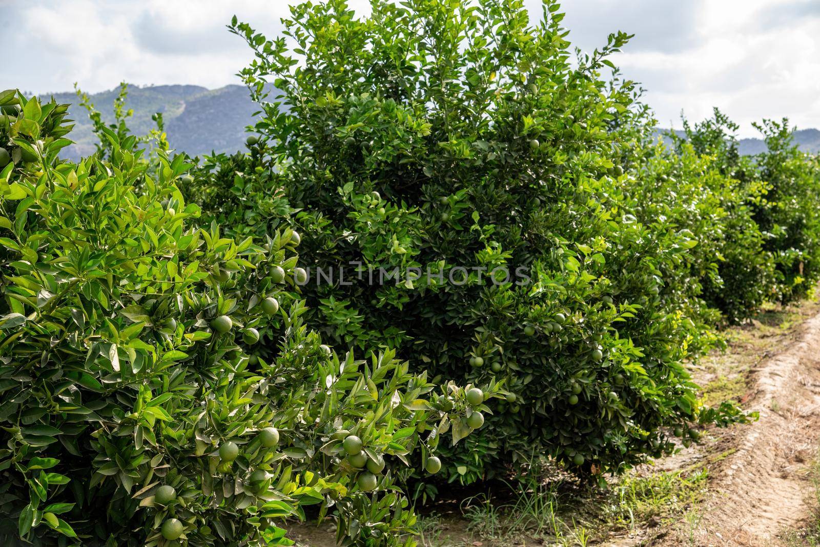 Unripe oranges on an orange tree branch on a sunny day by Sonat