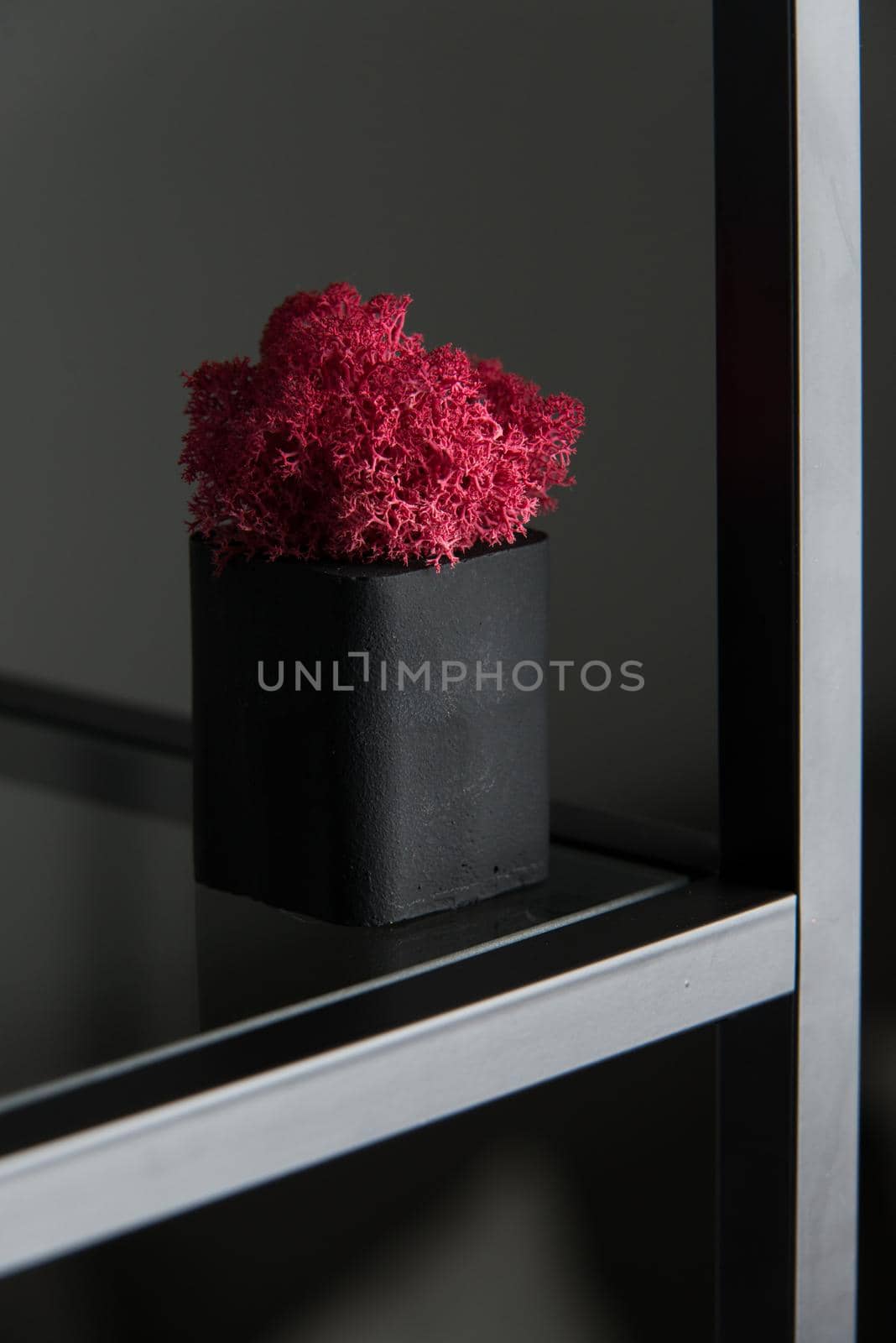 claret moss in a black concrete pot on a shelf