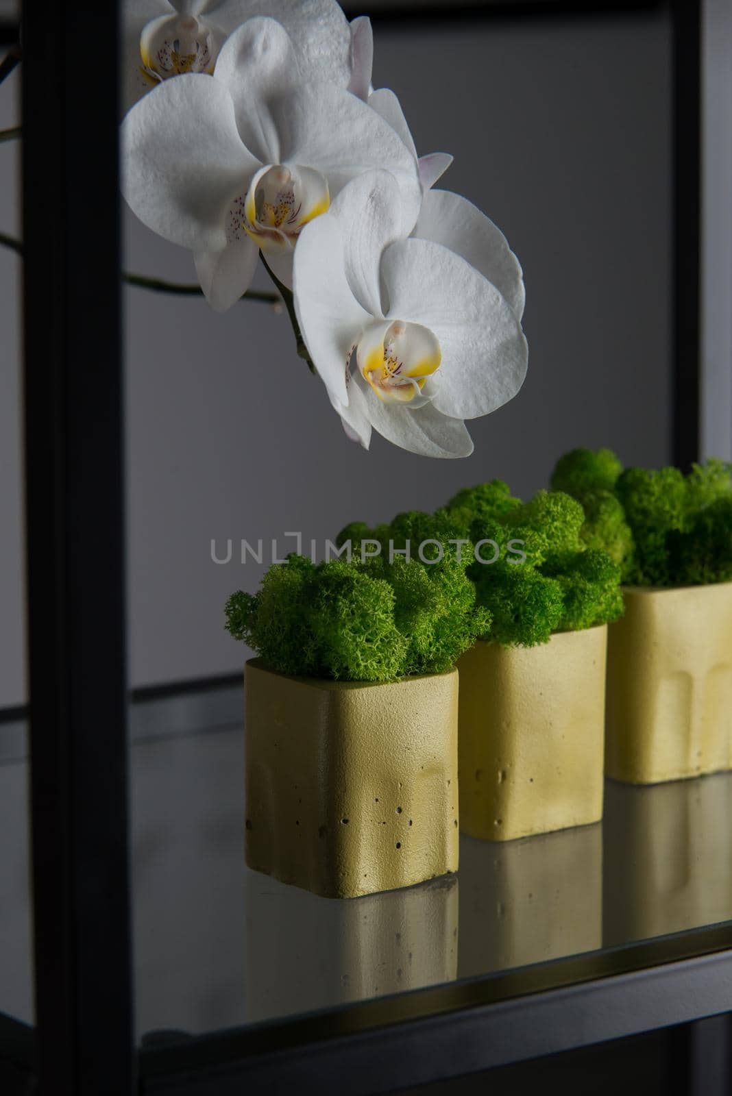 claret moss in a black concrete pot on a shelf