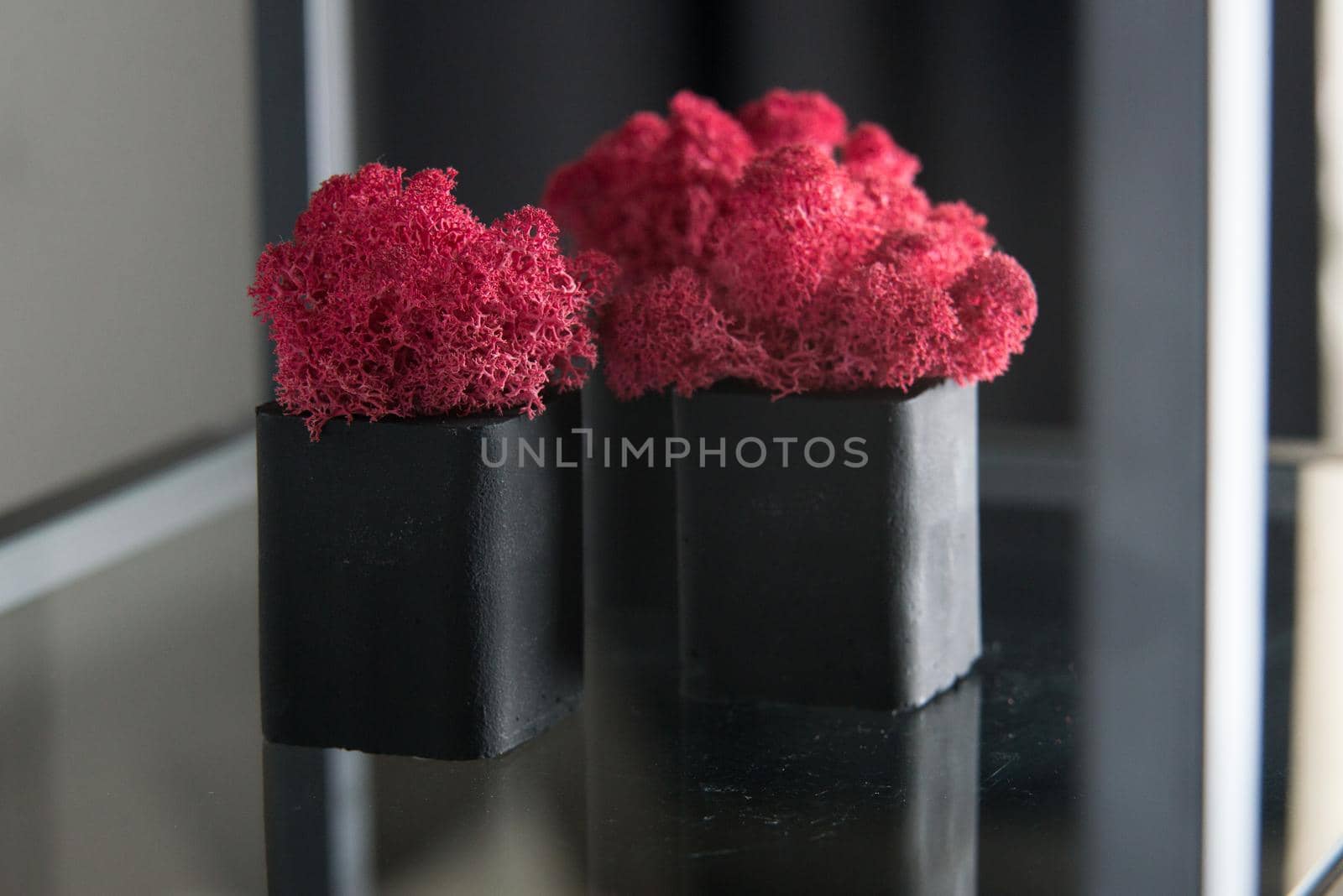 claret moss in a black concrete pot on a shelf