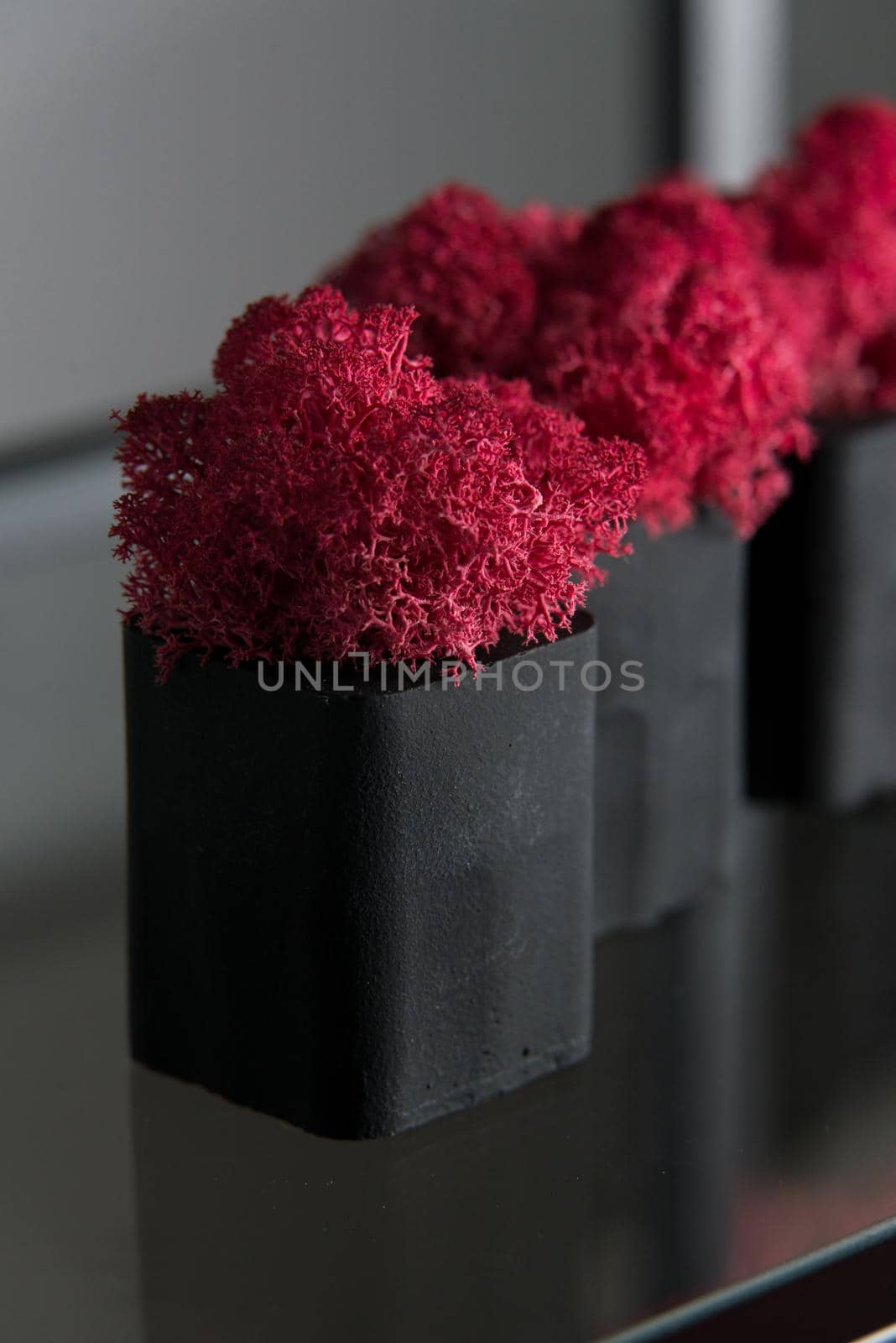 claret moss in a black concrete pot on a shelf