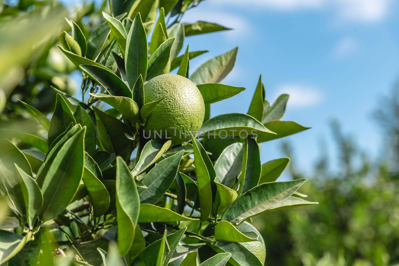 Unripe oranges on an orange tree branch on a sunny day