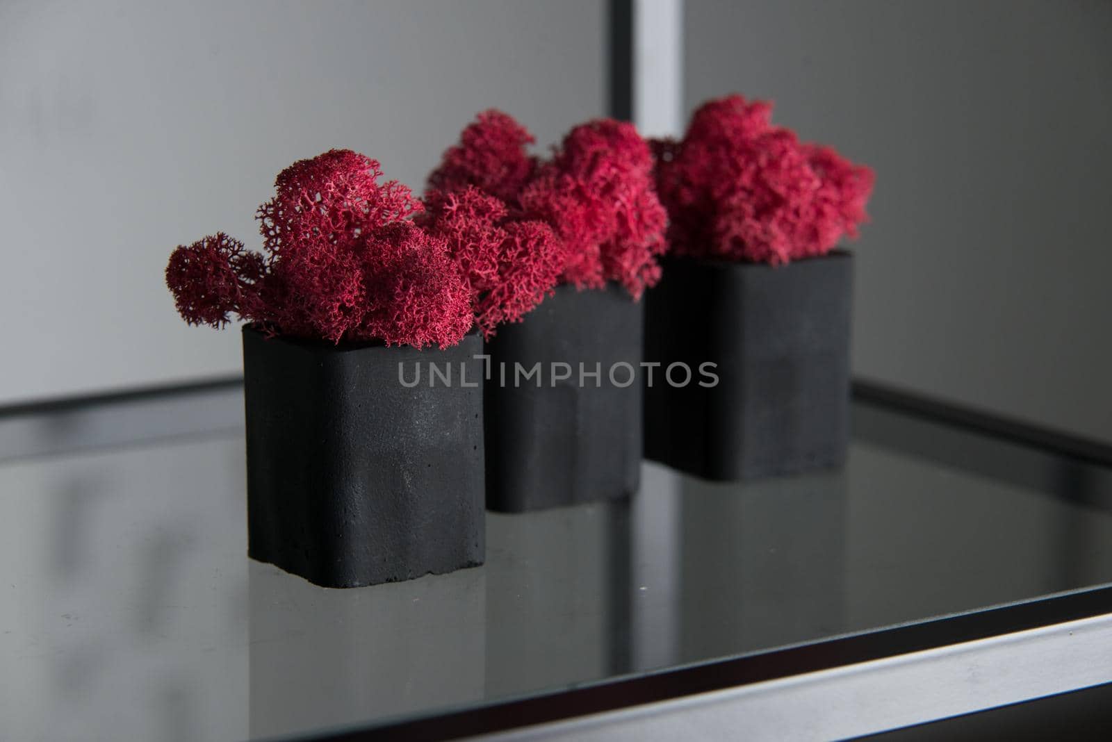 claret moss in a black concrete pot by Ashtray25