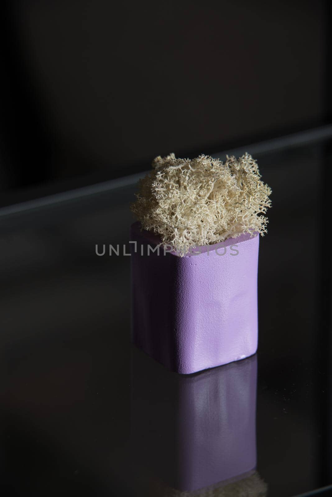 white moss in a violet concrete pot on a shelf