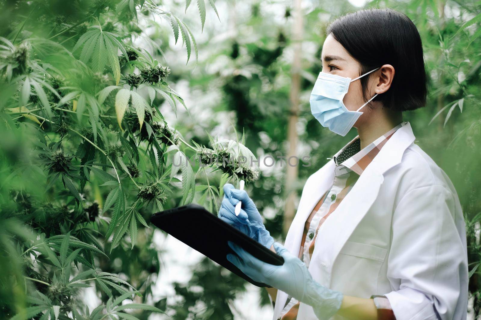An Asian woman Agriculturist, Researcher, Farmer or Gardener recording cannabis cultivation data on a tablet to improve quality, under the soft of sunlight. by wichayada