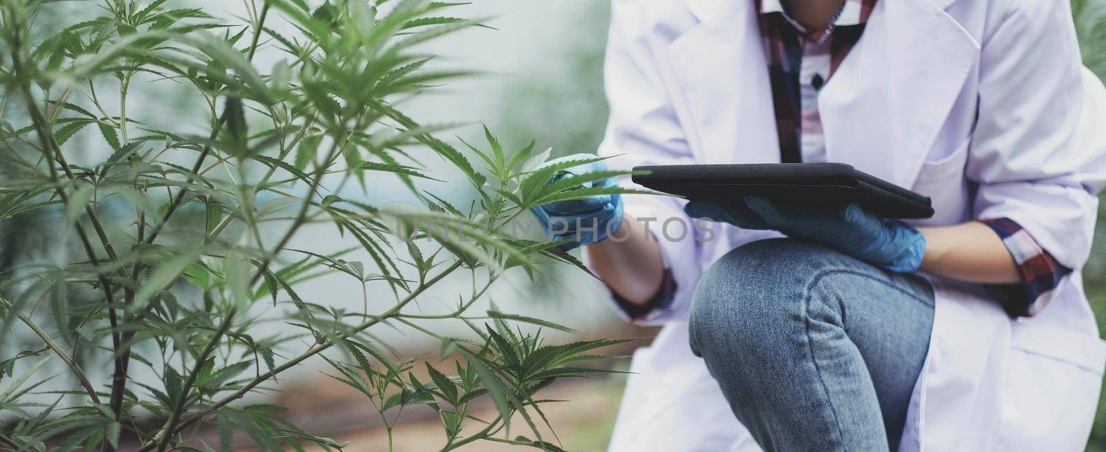 Portrait of scientist checking and analizing hemp plants, The doctor is researching marijuana. Concept of herbal alternative medicine, cbd hemp oil, pharmaceutical industry by wichayada