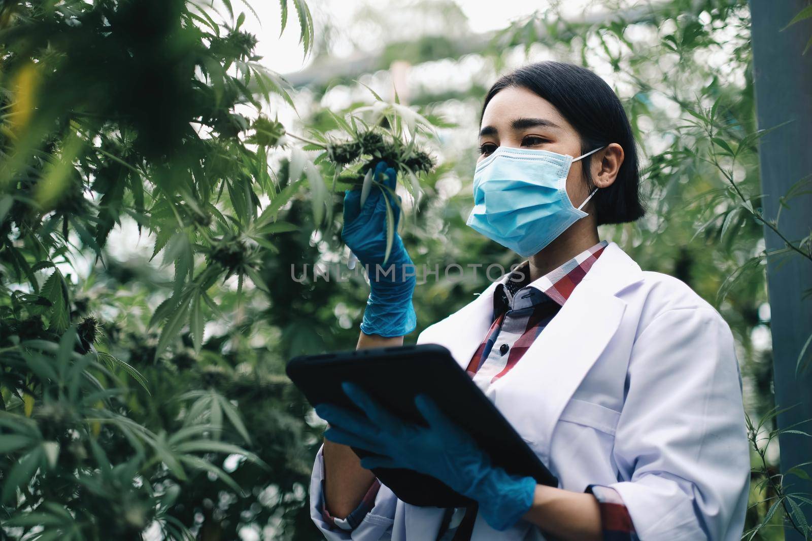 A scientist examines cannabis with a tablet in his hands. Medical research of marijuana leaves plants. by wichayada