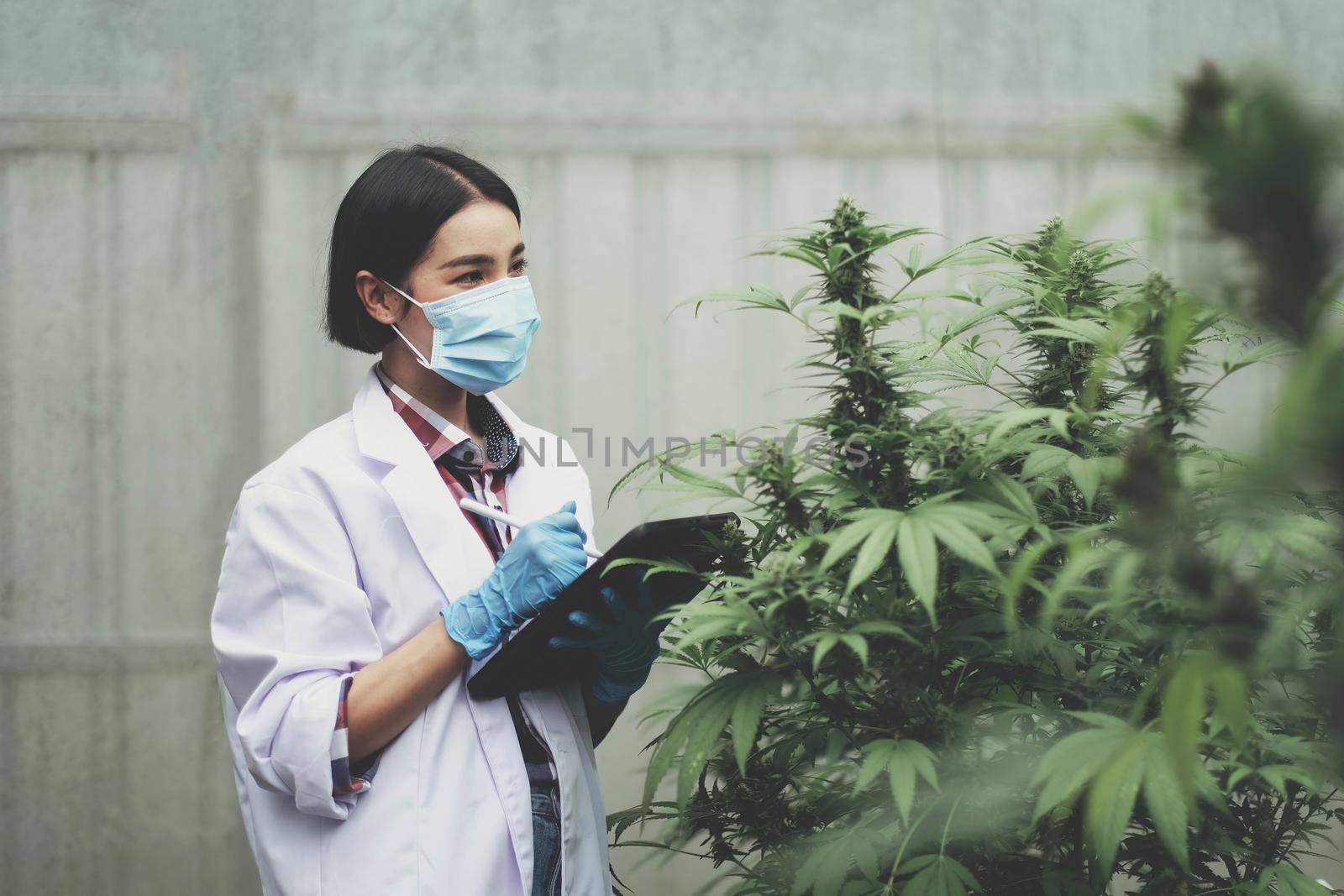 An Asian woman Agriculturist, Researcher, Farmer or Gardener recording cannabis cultivation data on a tablet to improve quality, under the soft of sunlight..