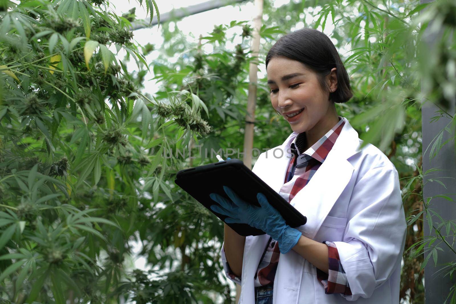 Scientist, Researcher woman wearing coat in cannabis laboratory, examining hemp and marijuana specimen. Herbal alternative medicine, CBD, THC, Pharmasutical industry..