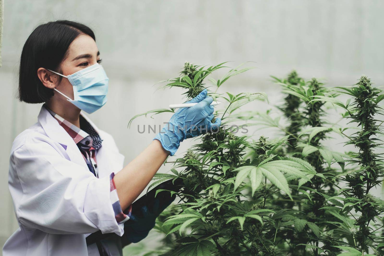 Portrait of scientist checking and analizing hemp plants, The doctor is researching marijuana. Concept of herbal alternative medicine, cbd hemp oil, pharmaceutical industry.