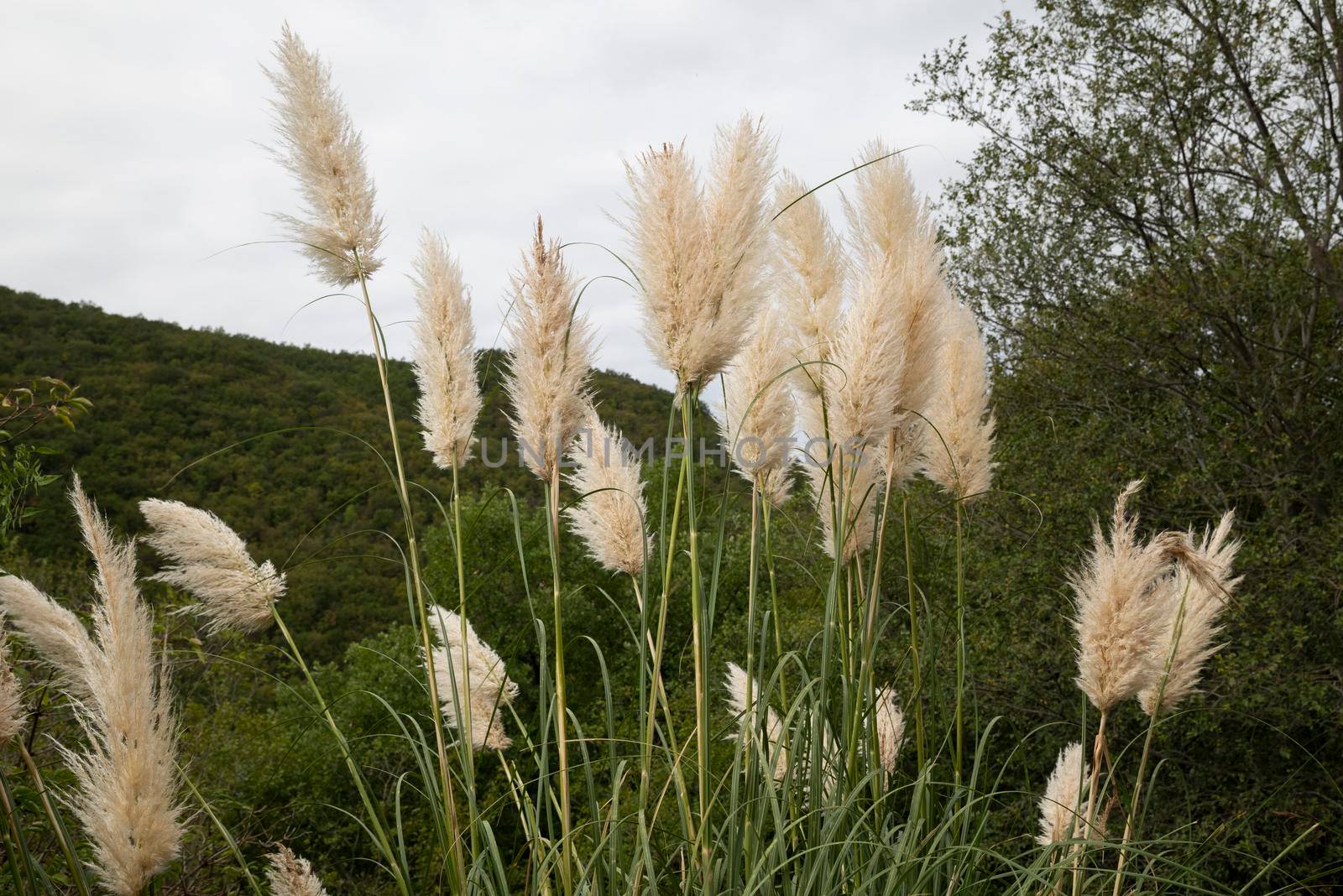 pampas plant in nature created wildly characteristic for its white feathers