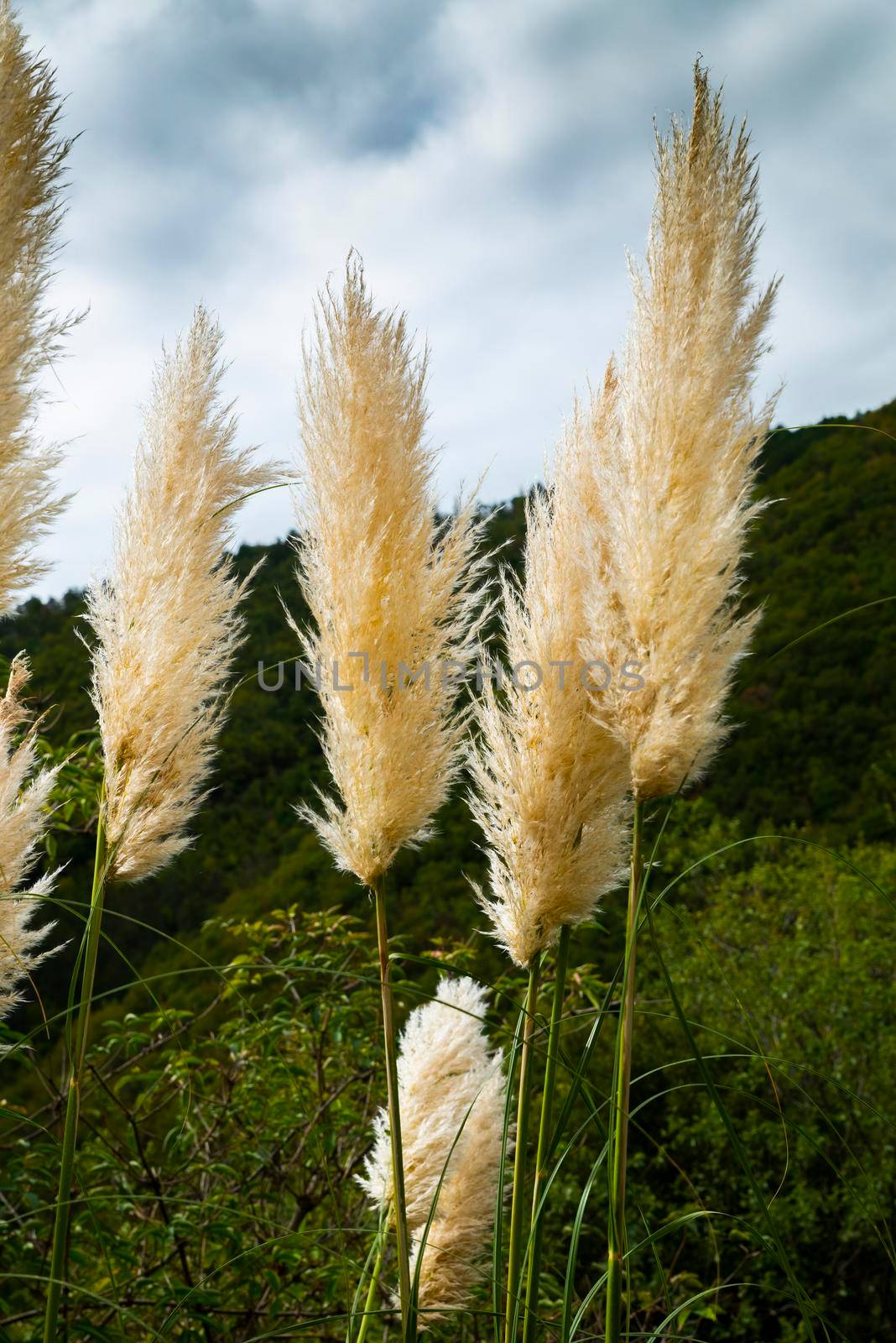 pampas plant in nature created wildly characteristic for its white feathers