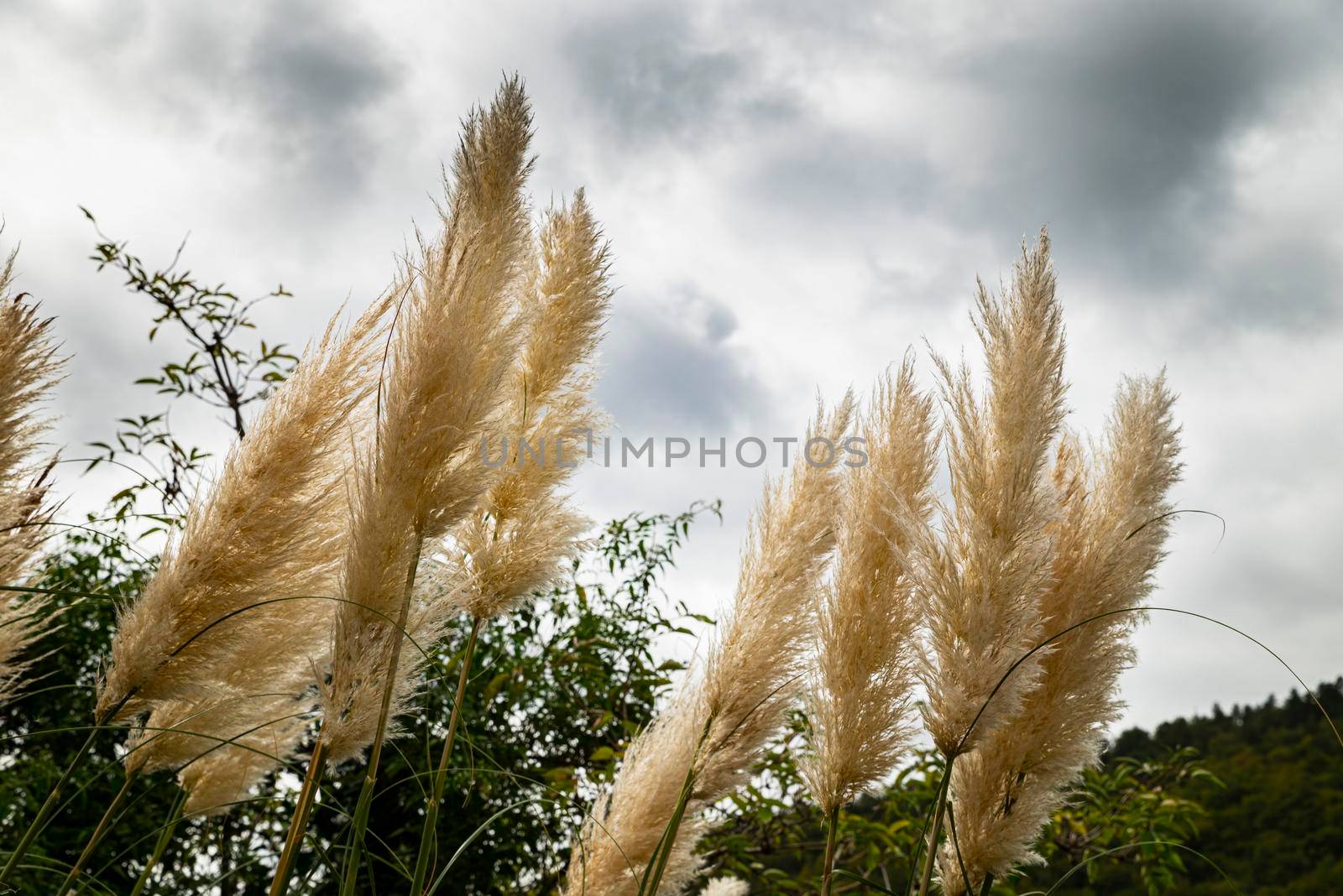 pampas plant in nature created wildly characteristic for its white feathers