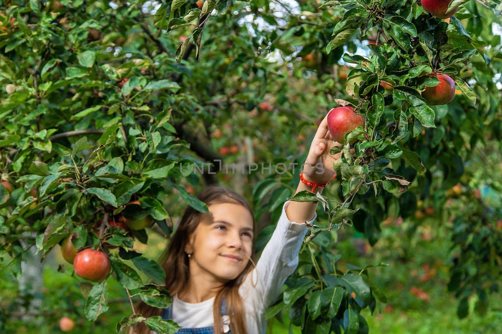 A child harvests apples in the garden. Selective focus. Food.