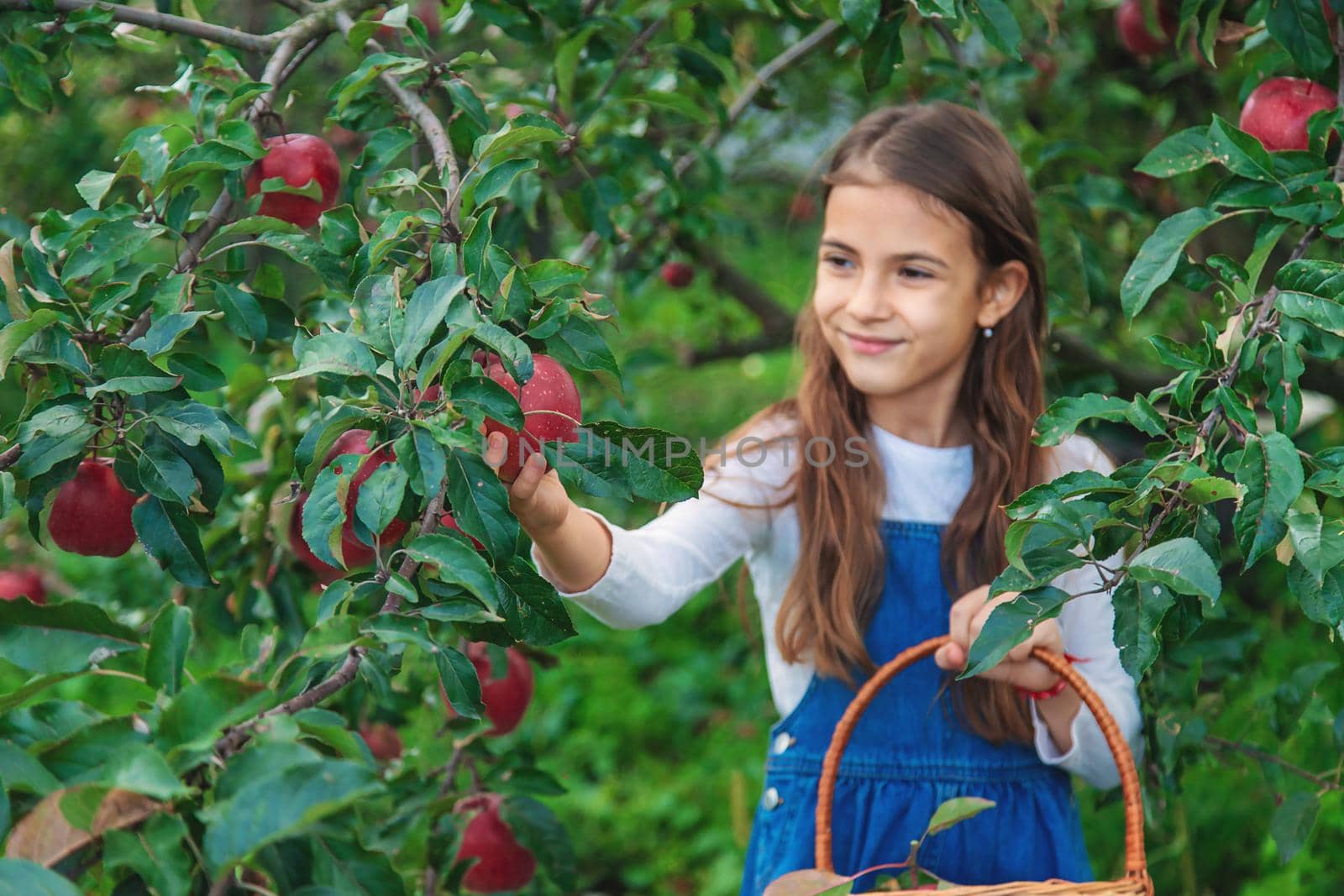 A child harvests apples in the garden. Selective focus. Food.