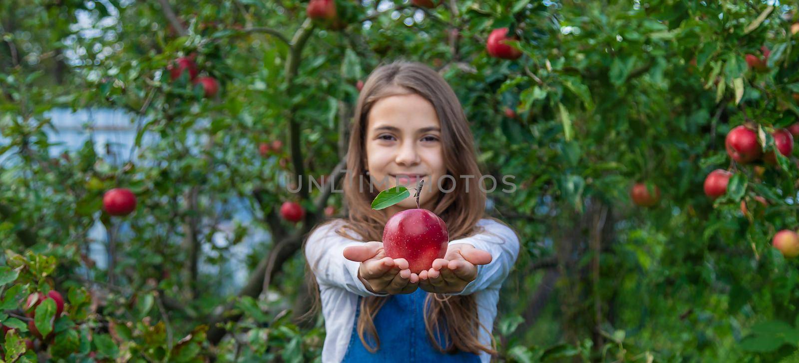 A child harvests apples in the garden. Selective focus. Food.