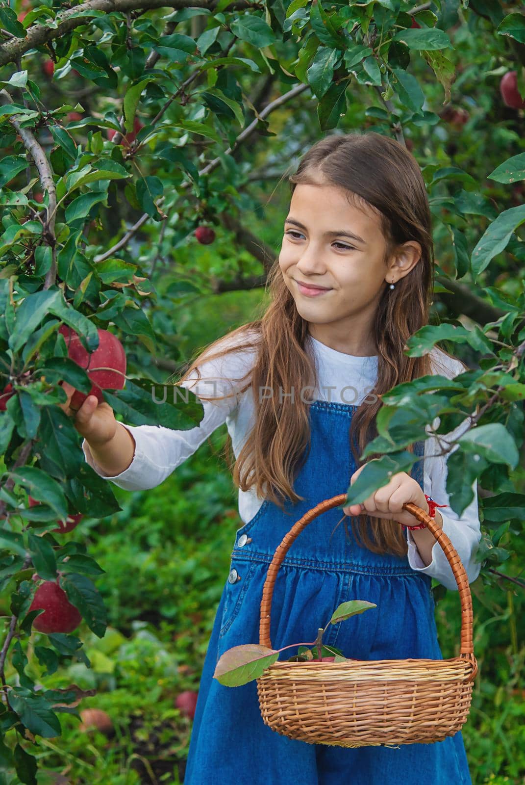 A child harvests apples in the garden. Selective focus. Food.