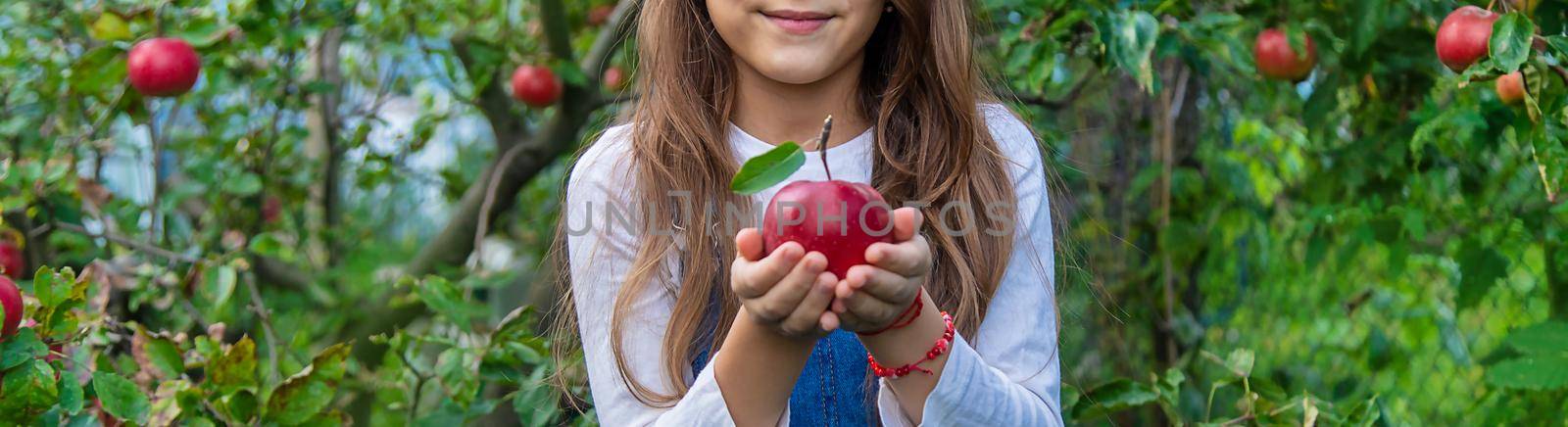 A child harvests apples in the garden. Selective focus. Food.