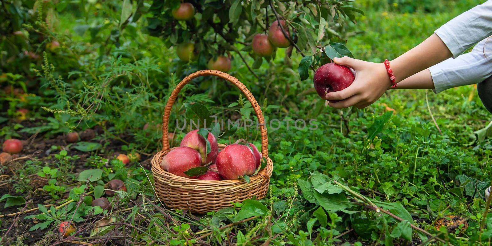 A child harvests apples in the garden. Selective focus. Food.