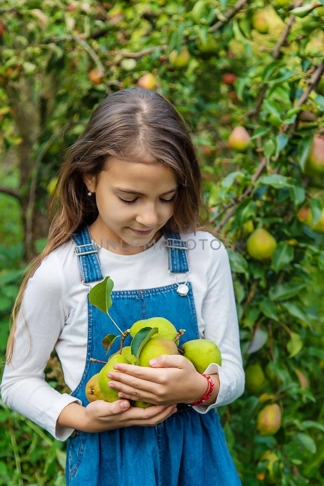 A child harvests pears in the garden. Selective focus. Food.
