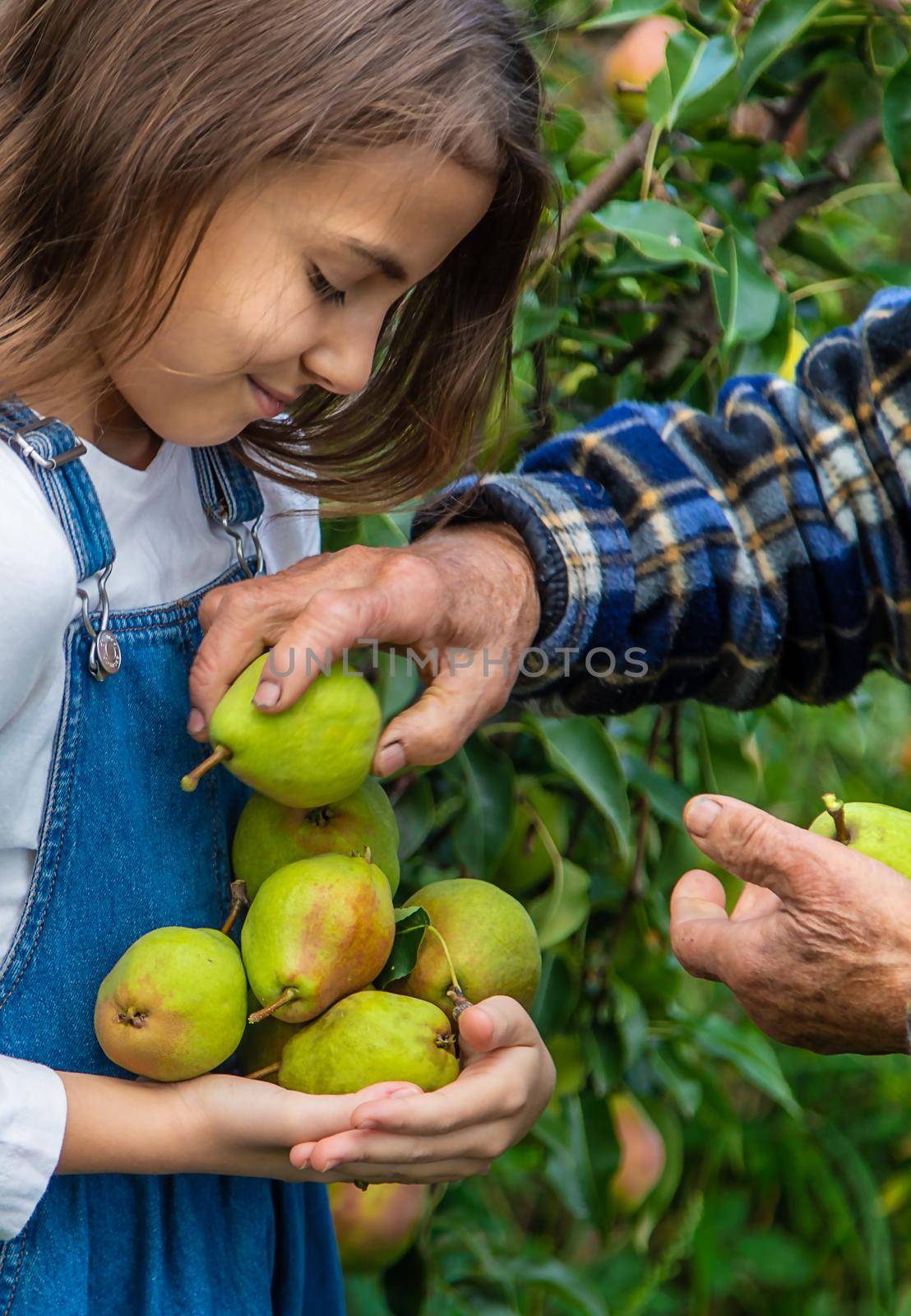 Child and grandmother harvest pears in the garden. Selective focus. by yanadjana