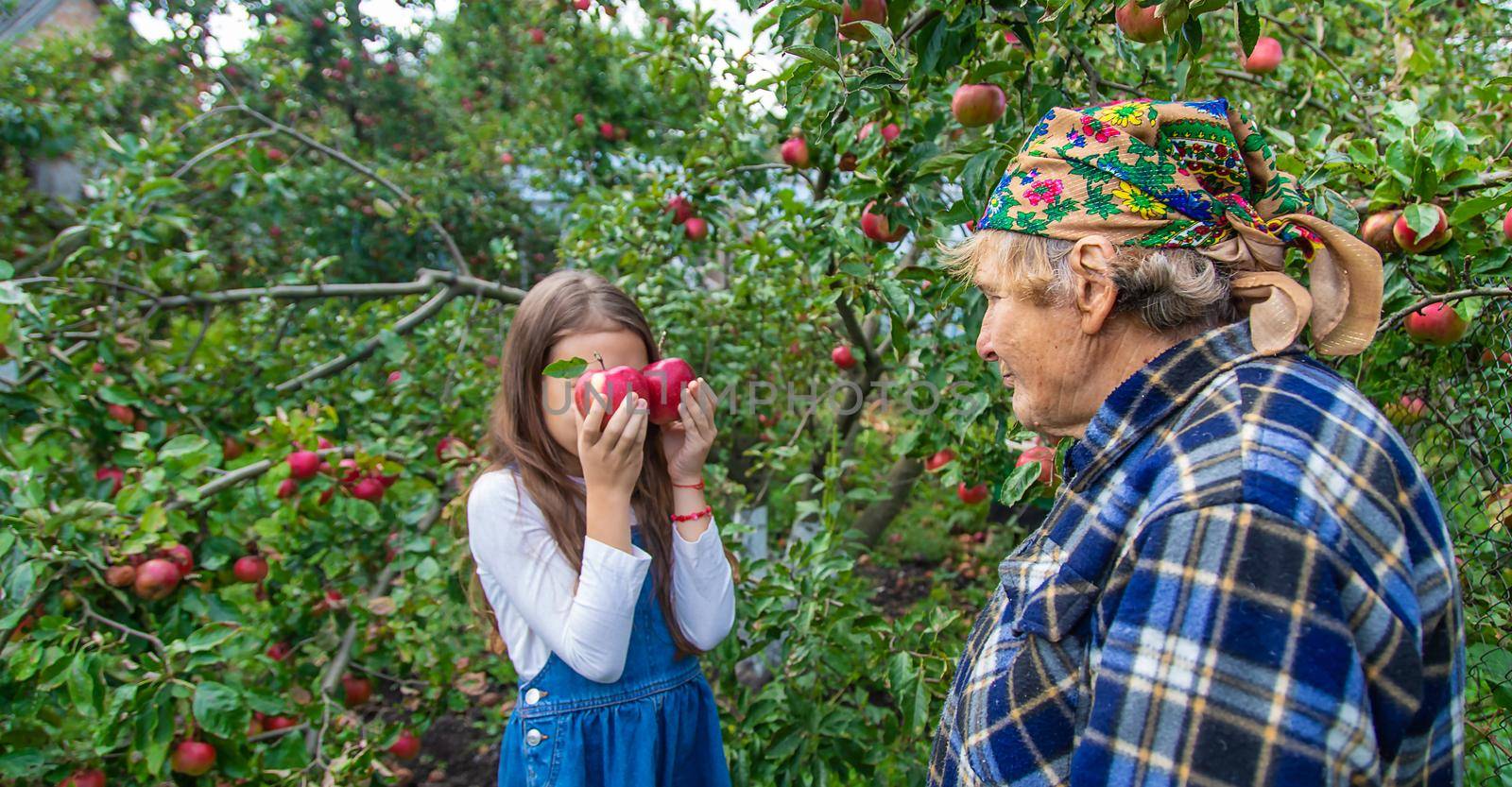 Child and grandmother harvest apples in the garden. Selective focus. Kid.