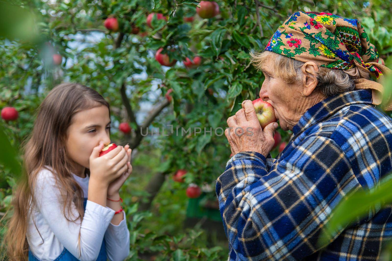 Child and grandmother harvest apples in the garden. Selective focus. Kid.