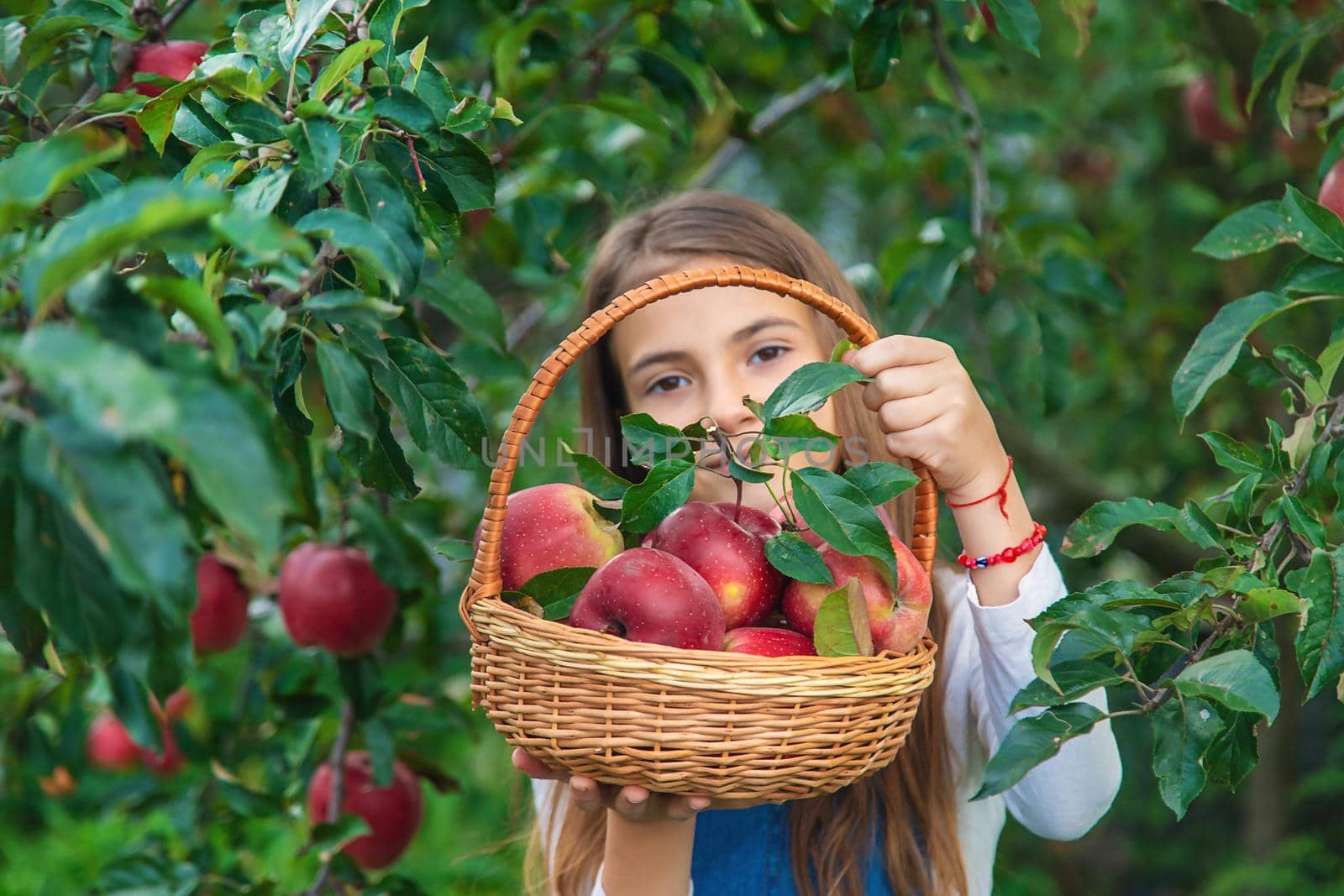 A child harvests apples in the garden. Selective focus. by yanadjana