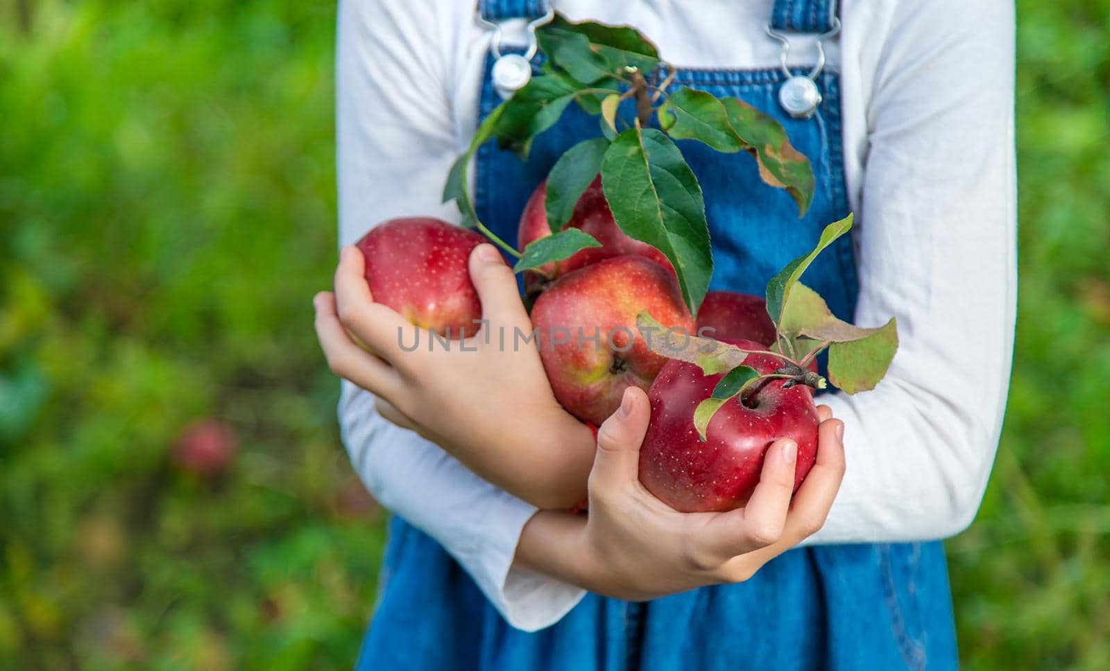 A child harvests apples in the garden. Selective focus. Food.