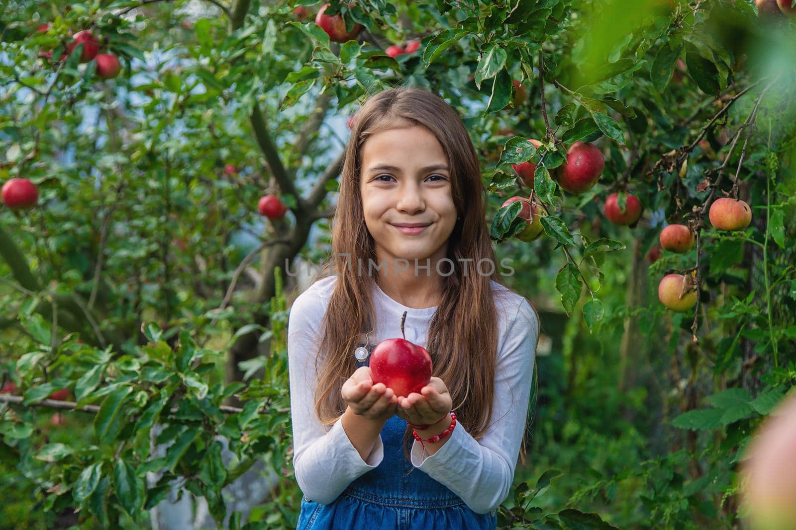 A child harvests apples in the garden. Selective focus. Food.