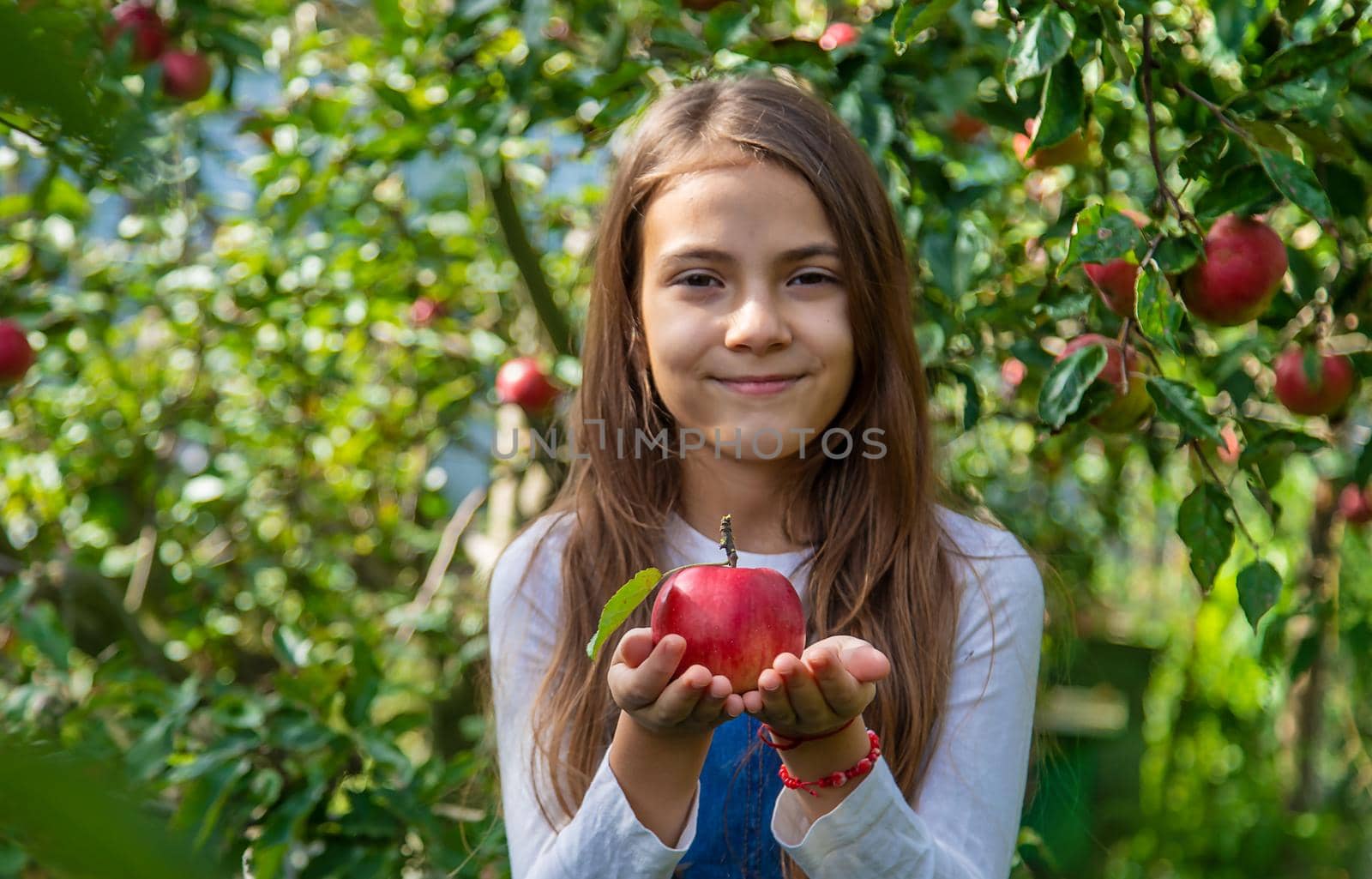 A child harvests apples in the garden. Selective focus. Food.