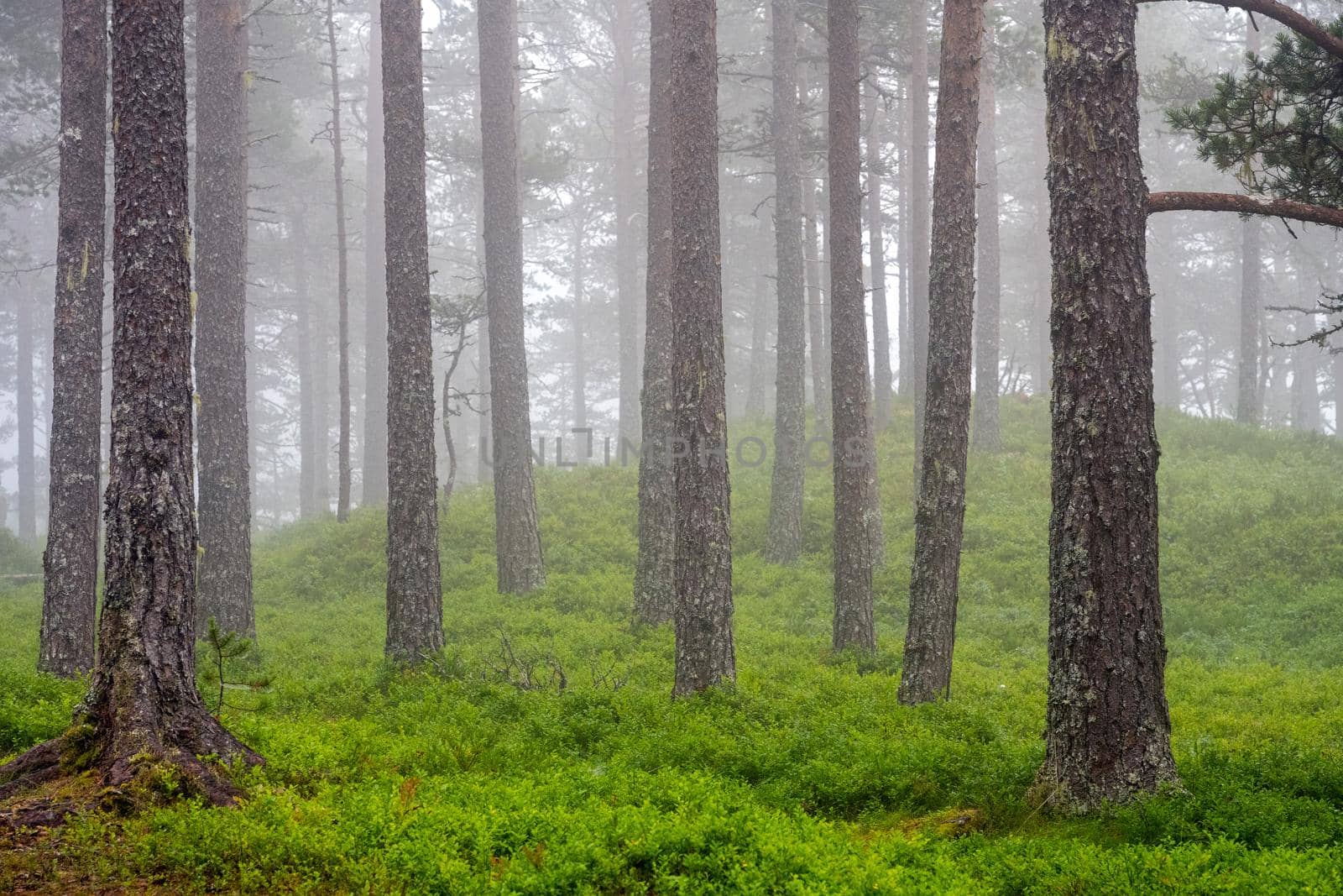 Beautiful pine tree forest in the mist seen in Norway