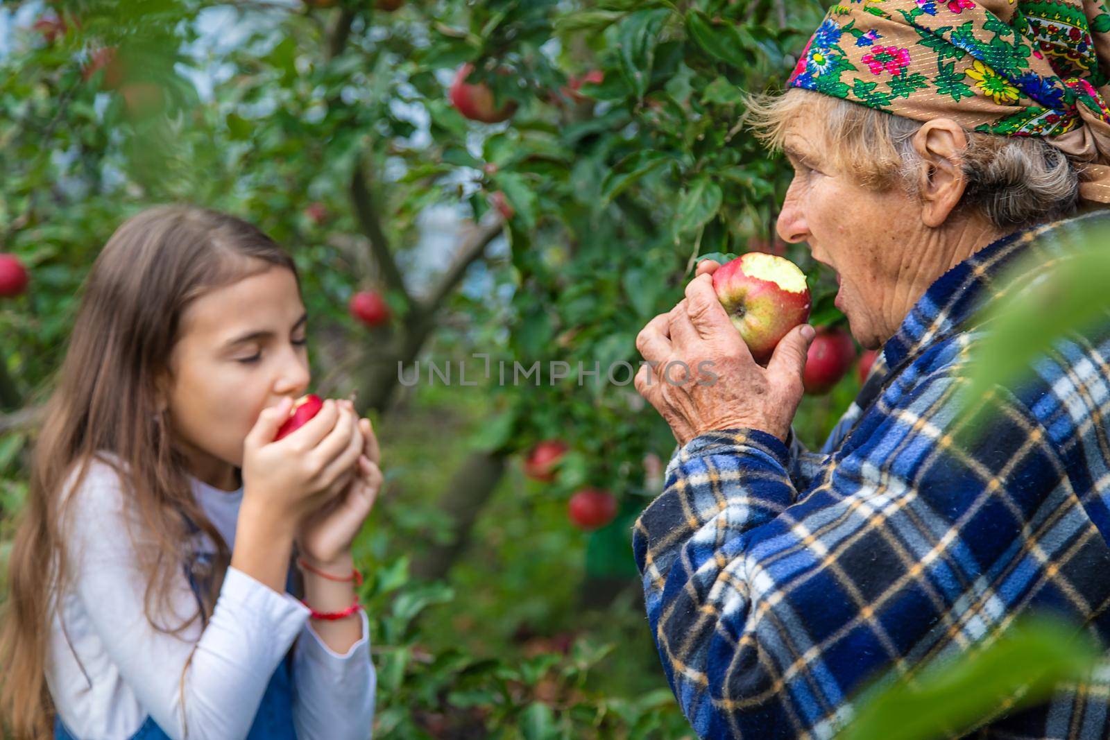 Child and grandmother harvest apples in the garden. Selective focus. by yanadjana