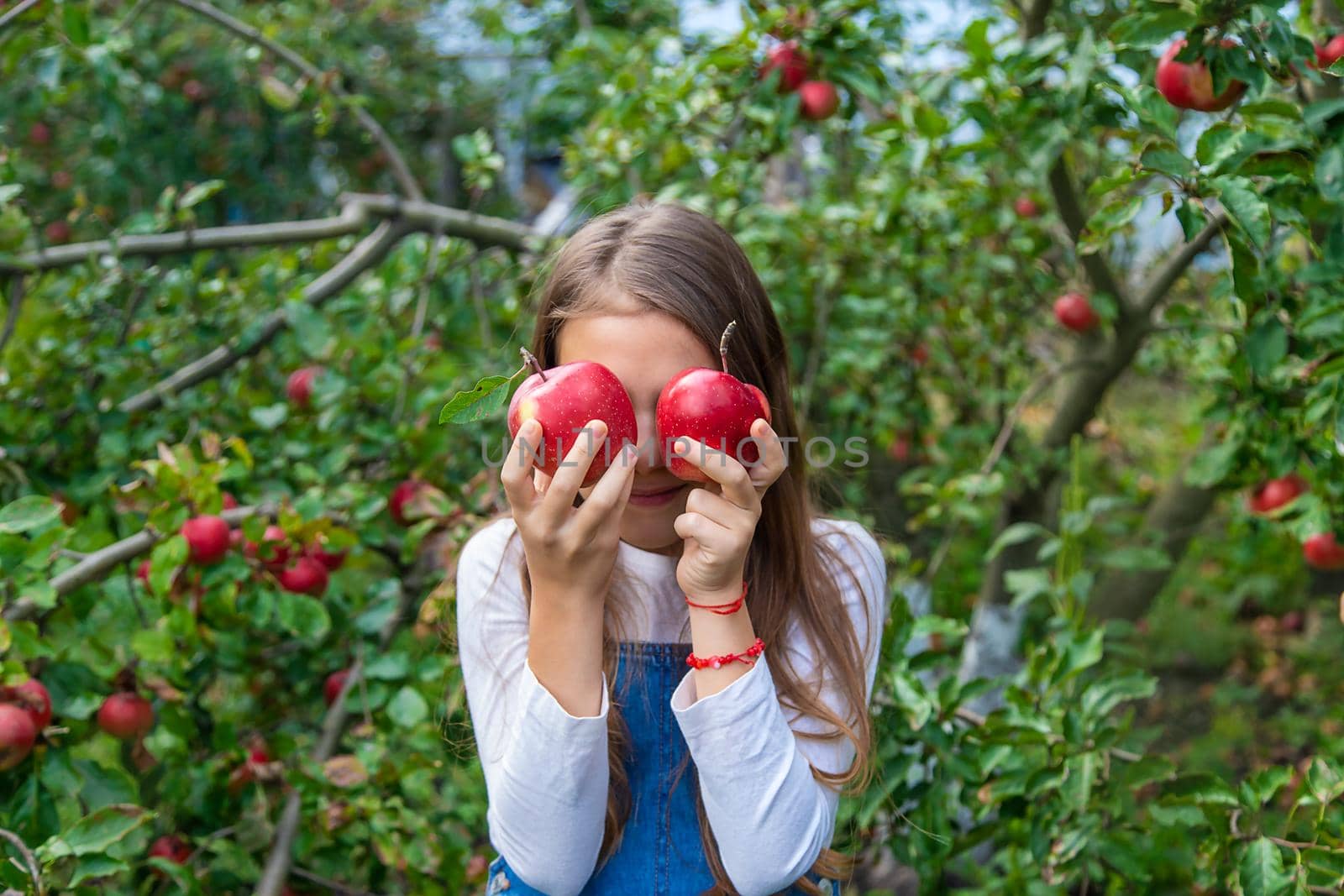 A child harvests apples in the garden. Selective focus. Food.