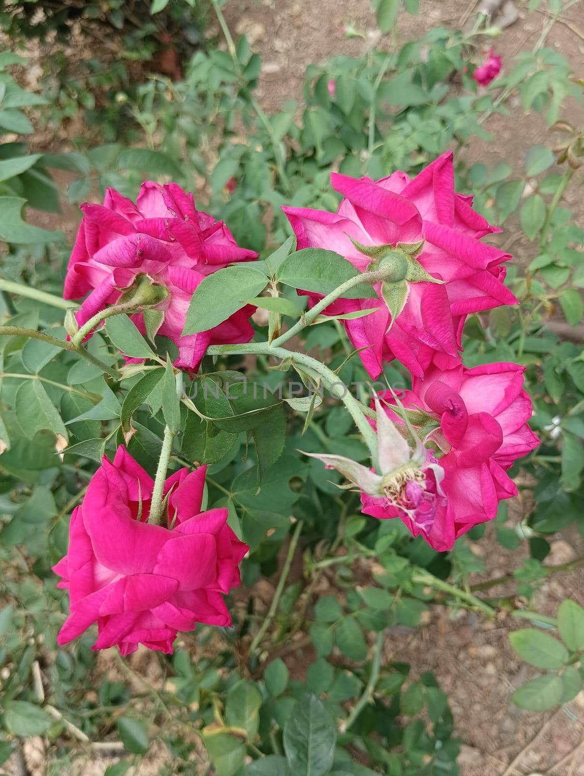 Pink coloured rose and buds in a green leaves plant. Spined leaves in a rosasinensis plant