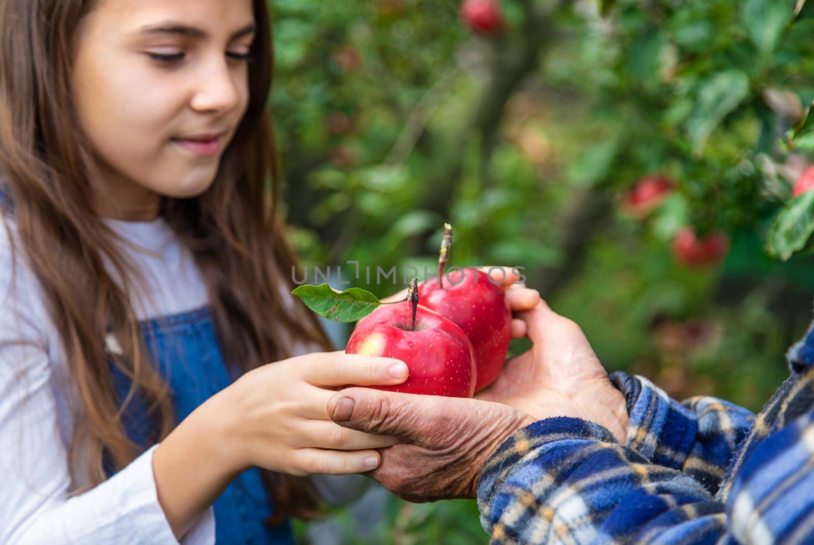 Child and grandmother harvest apples in the garden. Selective focus. by yanadjana
