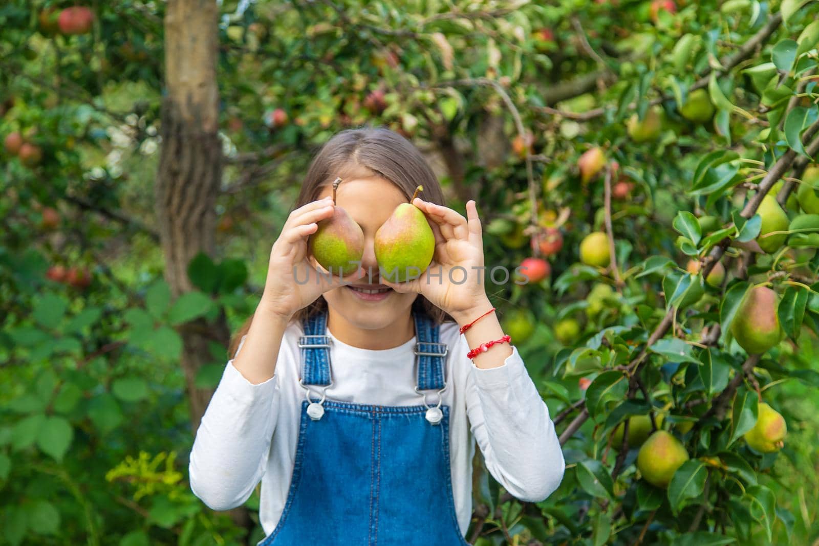 A child harvests pears in the garden. Selective focus. by yanadjana
