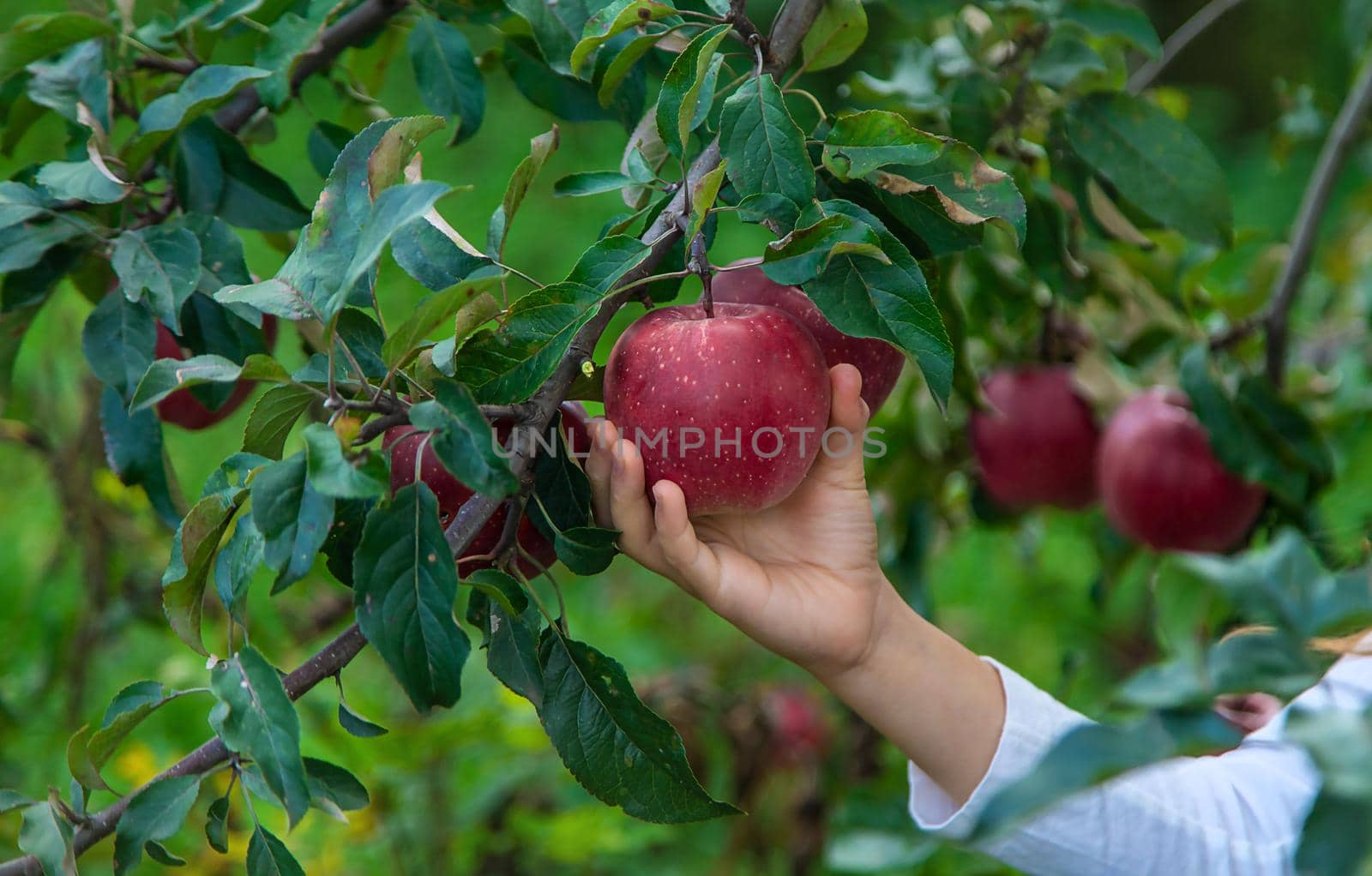 A child harvests apples in the garden. Selective focus. Food.