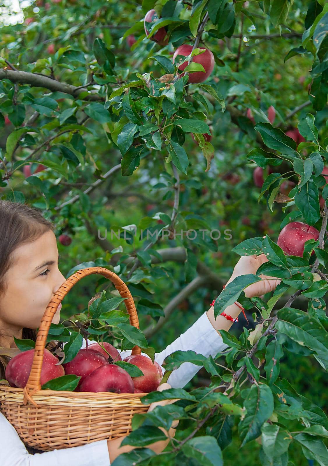 A child harvests apples in the garden. Selective focus. by yanadjana