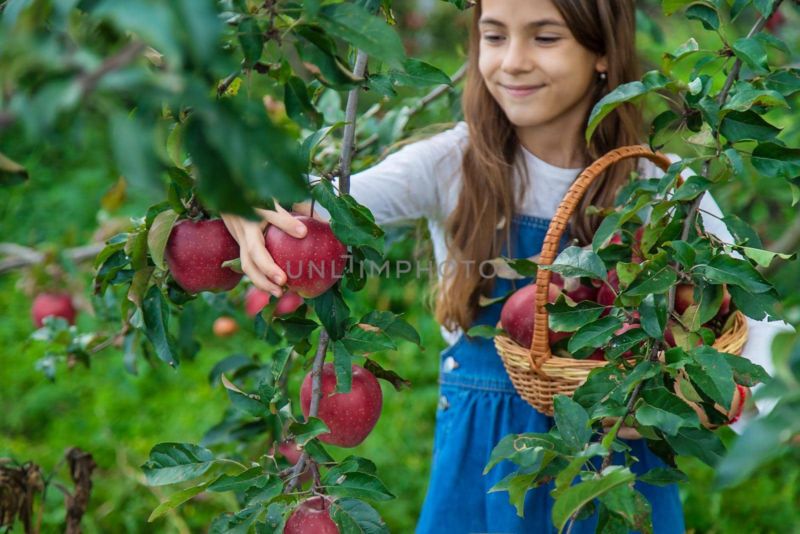 A child harvests apples in the garden. Selective focus. Food.